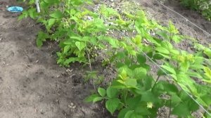 РЕМОНТАНТНАЯ МАЛИНА-ФОРМИРОВАНИЕ РЯДА ВЕСНОЙ