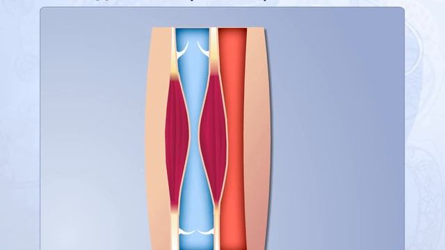 Движение крови вверх по вене. Анатомия человека смотреть онлайн