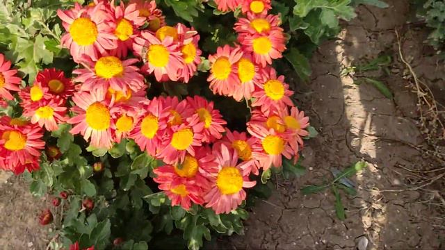 Показываю новые сеянцы хризантем смотреть онлайн