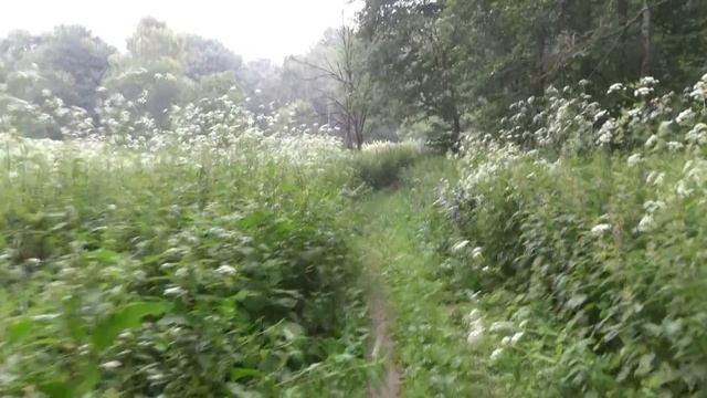 Практика прекрасного утра #2. Волшебный лес и купель. смотреть онлайн