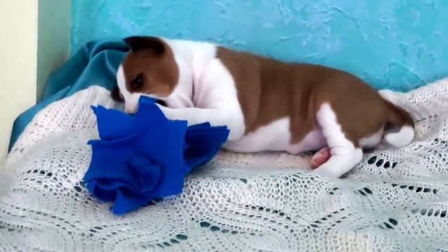 Щенок басенджи смотреть онлайн