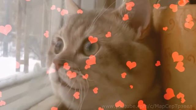 МЕЧТЫ БАРСИКА / КОТЭ ЗАЛИП смотреть онлайн