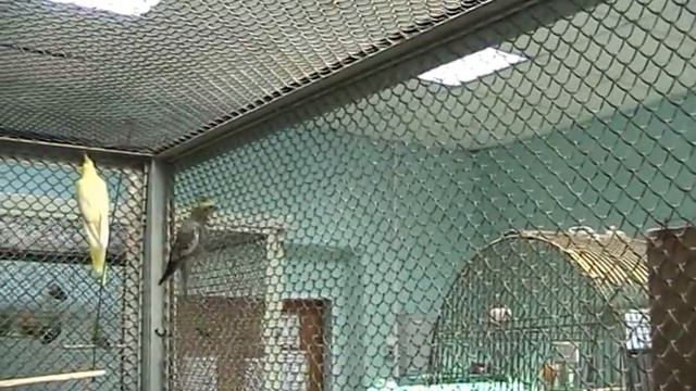 В живом уголке ДЭБЦ (Боровск, ул.Урицкого, 42) 2 ч. смотреть онлайн
