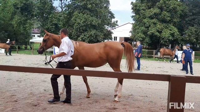 Терский конный завод/ЗВЕЗДА ПЯТИГОРЬЯ/Част 1/Шоу Арабских лошадей/TAMAR arabian stud смотреть онлайн