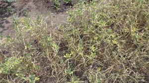 Убираю пажитник