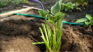 ✓ПОЧЕМУ ХОСТА ПЛОХО РАСТЕТ и КАК ЭТО ИСПРАВИТЬ?