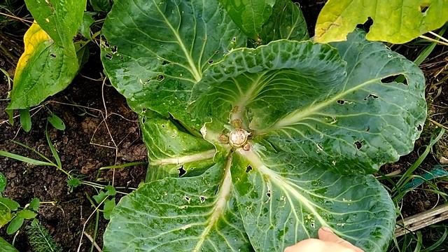 Выращивание капусты пять качанов с одного растения! смотреть онлайн