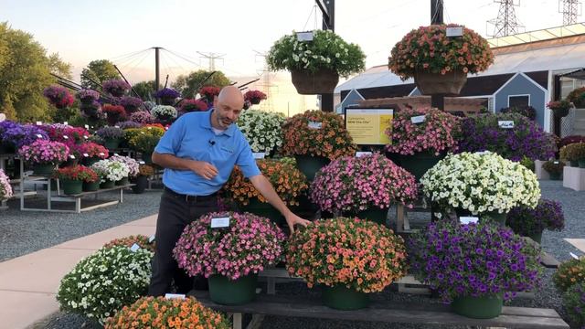 Cha-Cha Calibrachoa - Summer 2020 смотреть онлайн