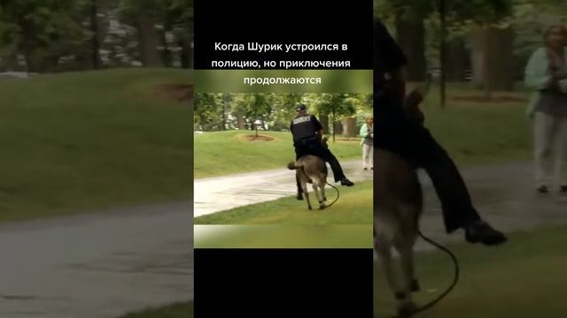 Приключения Шурика. смотреть онлайн