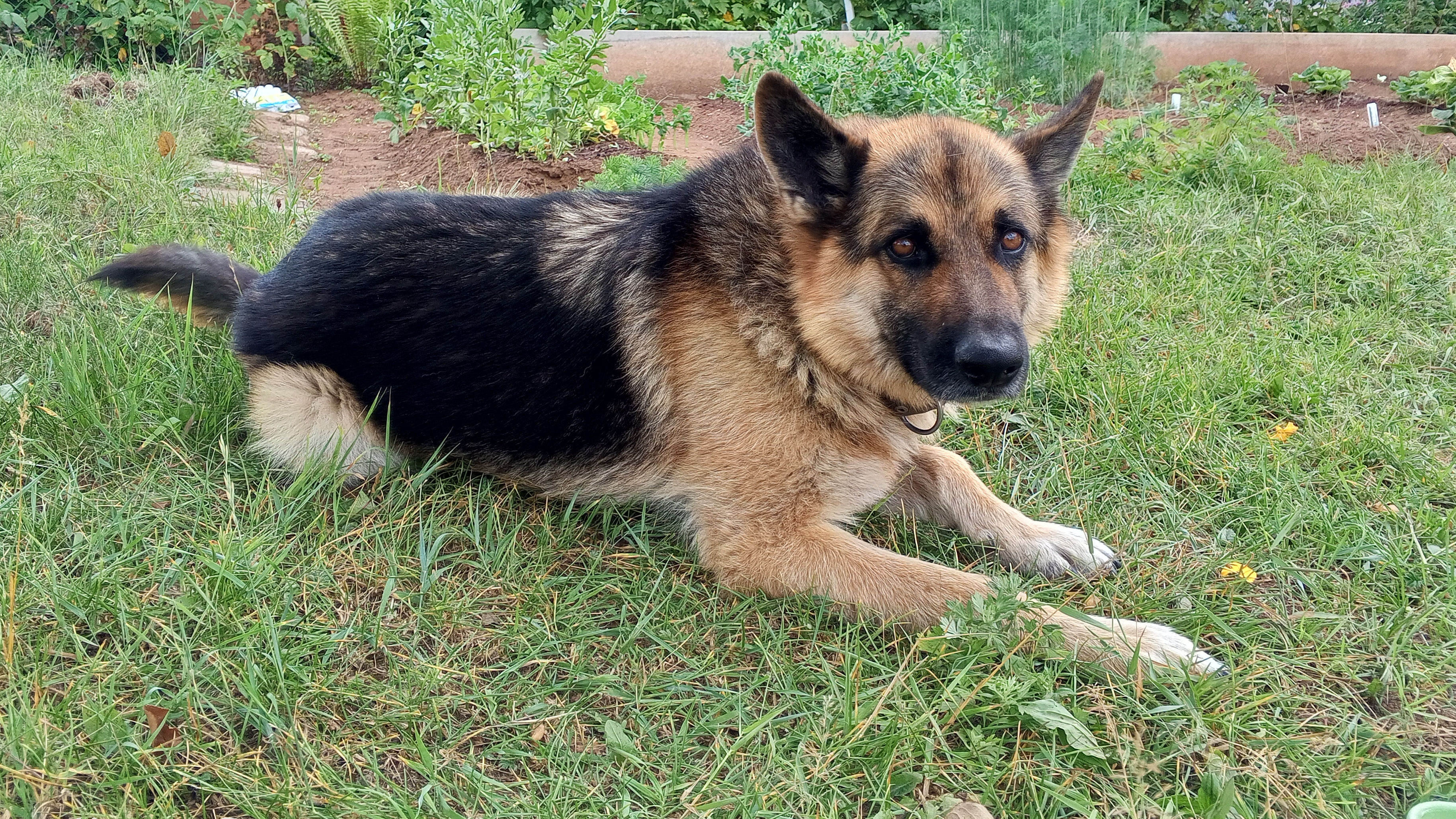 Ночной гость