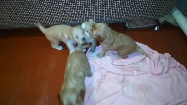 Ура! Щенкам кокапу исполнился месяц!   Cockapoo Puppies Are One Month Old!