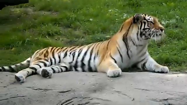 Тигр чихает