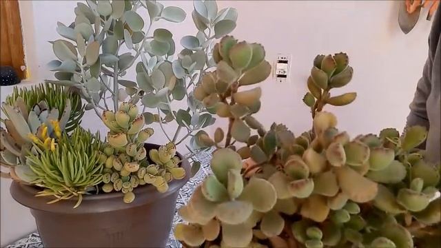 #PATINHA DE #URSO #COTYLEDON TOMENTOSA COMO #CULTIVAR смотреть онлайн