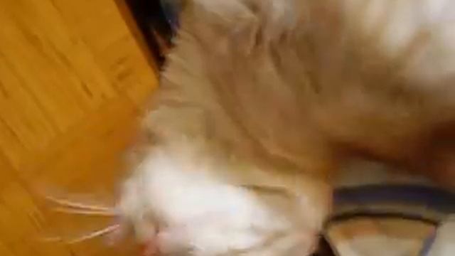 самая вредная кошка смотреть онлайн