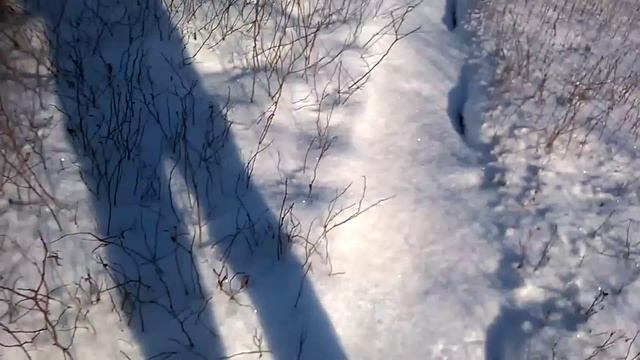 Как я храню голубику и клюкву зимой . смотреть онлайн