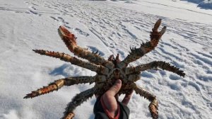 «Любовь с первого просмотра начинается с рыбалка. Ловим краба, Крабалка.