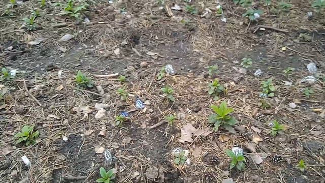 СОСТОЯНИЕ МОИХ САЖЕНЦЕВ. ПРЕДУПРЕЖДАЮ!!! НА ЧТО ОБРАЩАЕМ ВНИМАНИЕ!!! БУДУЩАЯ ЗИМОВКА!! ЧТО СКАЖИТЕ? смотреть онлайн