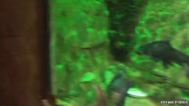 Fish Room Tour With ARAPAIMA, PACU, SUPER RED AROWANA, ALLIAGTOR GAR Etc