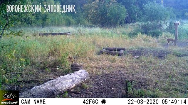 Рысь. Воронежский заповедник, август смотреть онлайн