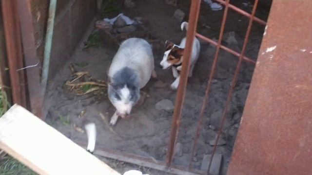 Питомник "Рабочие собаки", щенки джек рассела терьера 3,5 месяца. Первое знакомство с поросёнком. смотреть онлайн