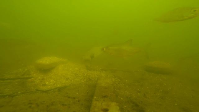 Тест прикормки. Подводные съёмки. смотреть онлайн