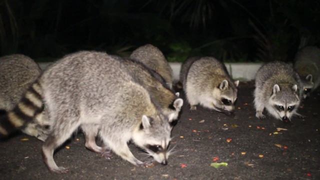Raccoon Life 1 - Feeding 20+ Hungry Raccoons! смотреть онлайн