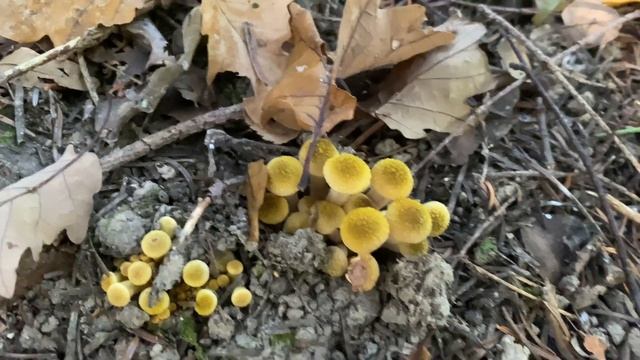 Armillaria mellea (Опенок осенний), October 29, 2021 смотреть онлайн