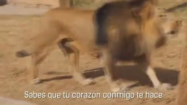 Ces lions chantes Déspasito смотреть онлайн
