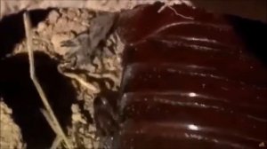 К чему снится ТАРАКАН | СОННИК