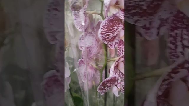 Свежая поставка Орхидей в ТЦ Леруа Мерлен,крупные цветы,биглипы оболденные!