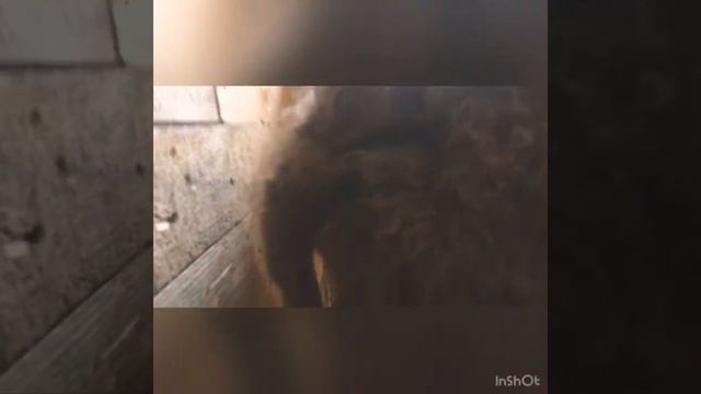 Двойня у романовской овцы. Окот овцы. Ягнение овцы смотреть онлайн