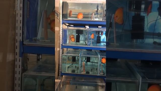 kristall-diskus Всё просто и О-очень сложно №9. смотреть онлайн