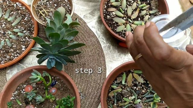 Air Layering of Pink Trumpet plant/Process/part -I смотреть онлайн