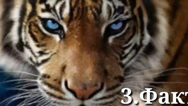 *УДИВИТЕЛЬНЫЕ ФАКТЫ О ТИГРАХ* смотреть онлайн