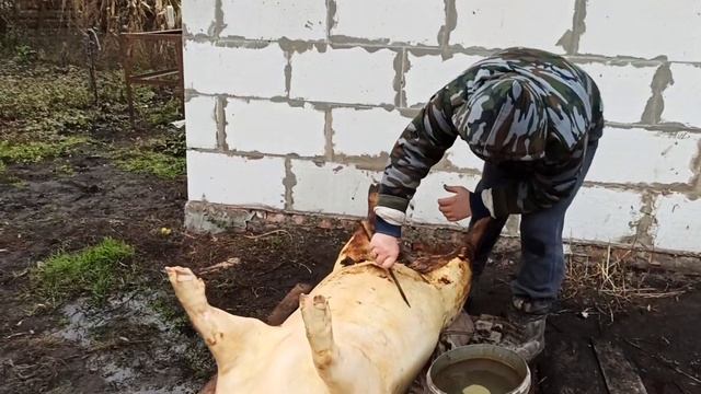 Вес свиных четвертей! Живой вес свиньи 156 кг. Свиноводство. смотреть онлайн