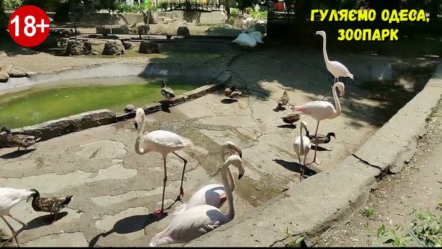 #анекдоти #Одесасьогодні |302| Одеса, ЗООПАРК+анекдот | #юмор| Чому чоловіки стають романтиками... смотреть онлайн