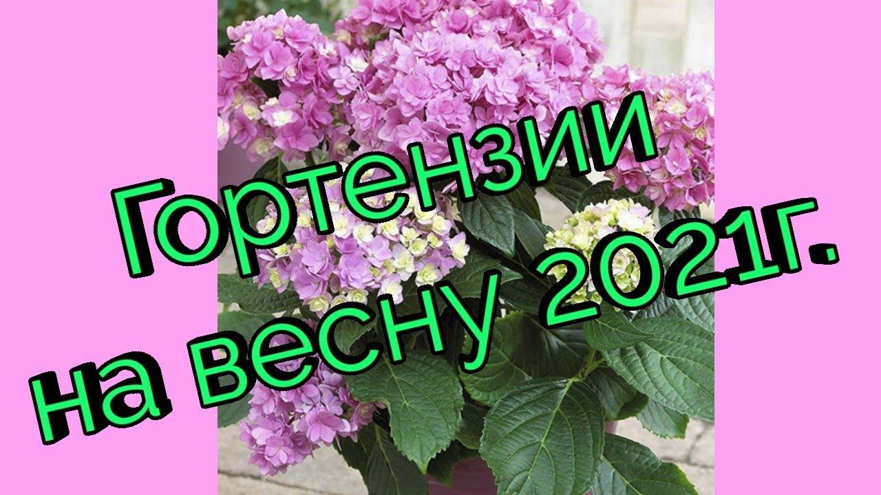 Сорта Гортензий на весну 2021г.Мой заказ. смотреть онлайн