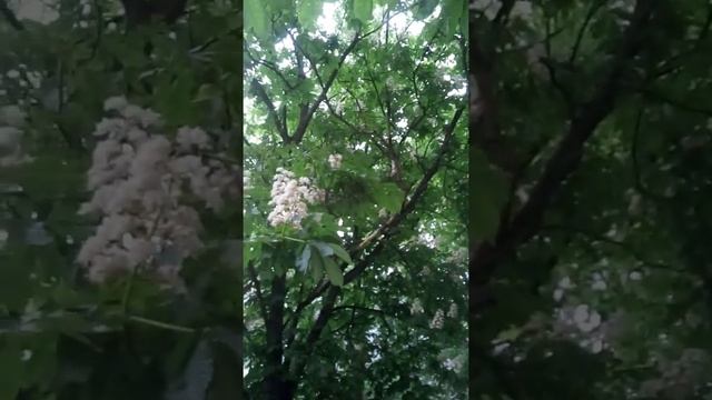 Цветущий каштан смотреть онлайн