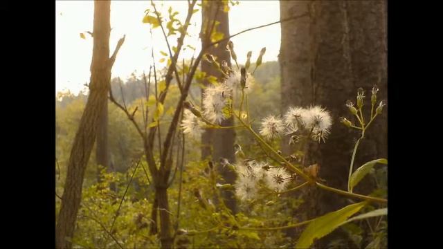 MYSTERY FOREST смотреть онлайн