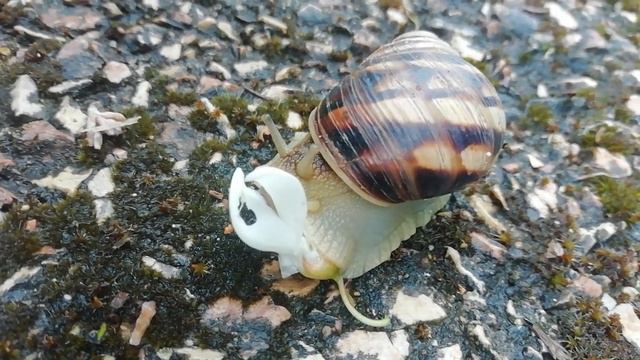 Улитка кушает молодой цветок, охота за цветком акации (Крым) Hungry snail and acacia flower (Crimea смотреть онлайн