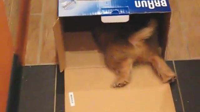 Сurious Norwich Terrier playing with the box смотреть онлайн
