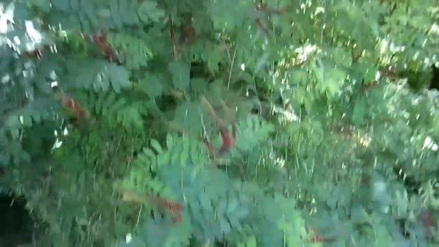 Цветёт аморфа. смотреть онлайн