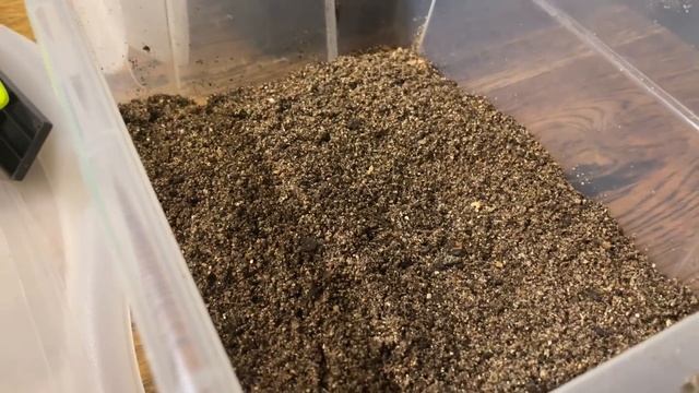 ПОСЕВ ЛУКА НА РАССАДУ! ДВА САМЫХ УДАЧНЫХ СПОСОБА! смотреть онлайн