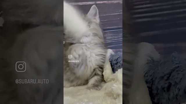 Мейн Кун котенок