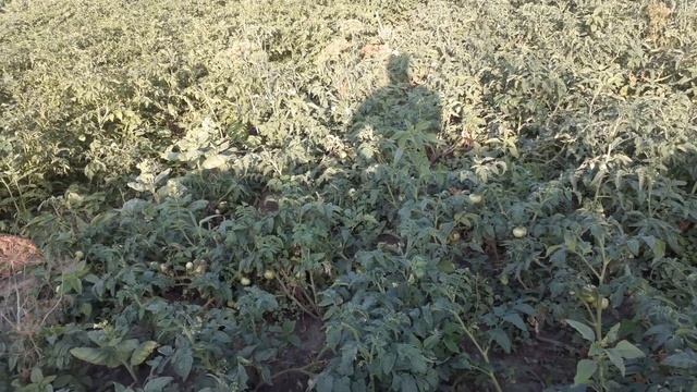 Варю сгущёнку, собрала огурцы и так ещё кое-что.