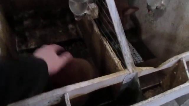 Закрытый (почти) крольчатник. Апрель 2017. Днепр смотреть онлайн