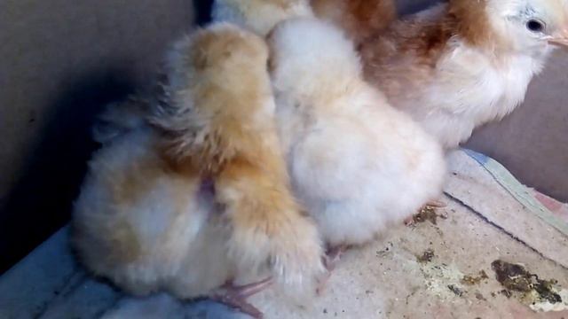 Инкубация куриного яйца, плачевный результат, почему?#еленазагороднаяжизнь смотреть онлайн