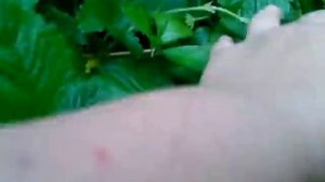 Земляника "Александрина" выращенная из семян.  Собираем урожай и готовим новые посадки