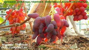 Виноград ОСКАР , ранний срок созервания, приятный вкус, презентабольный вид- украшение виноградника