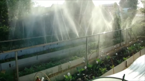 ПОЛИВ ОГОРОДА.